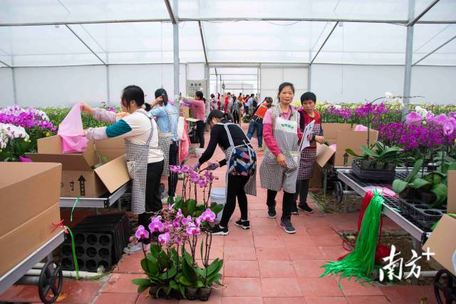 工人正在紧急打包花卉。
