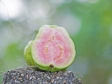 翡翠番石榴：漂洋过海来，同人不同味｜佛味鲜生