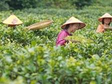 白洞茶叶：茶香五十载，见证乡村兴｜佛味鲜生