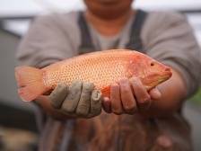 红星斑：鱼之原味，清淡之致｜佛味鲜生