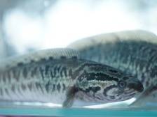 生鱼：生猛河鲜，滋补上品｜佛味鲜生