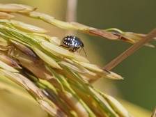 富硒丝苗米：米中之王，百味之本｜佛味鲜生