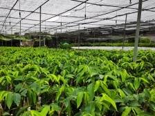 奇楠“成长录”：百年沉香树 今朝发新枝|电白香 飘天下②