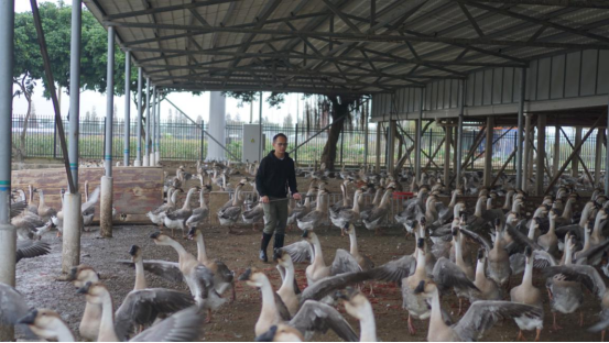 澄海“鹅王司令”养成记：返乡四年从小白升鹅圈达人，他的狮头鹅蝉联两届“鹅王”