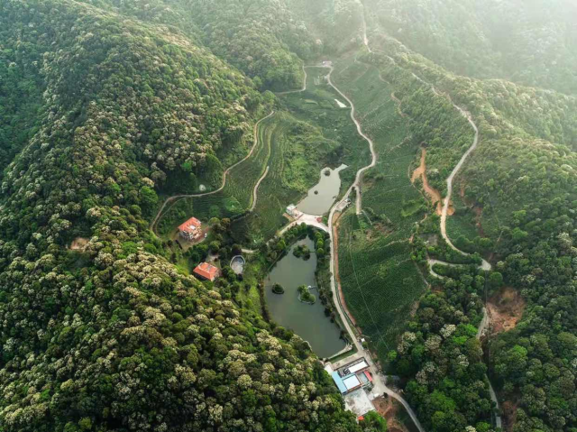 鹰峰山有机茶园全景图