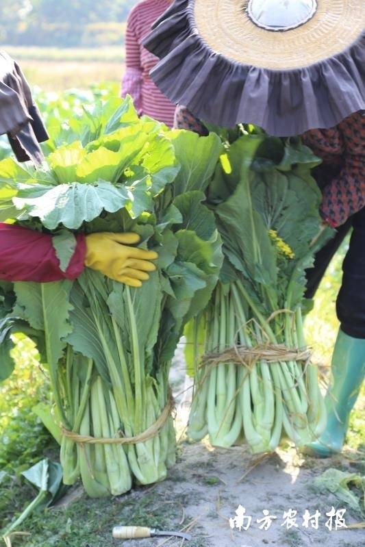 抓好农产品保供稳价工作