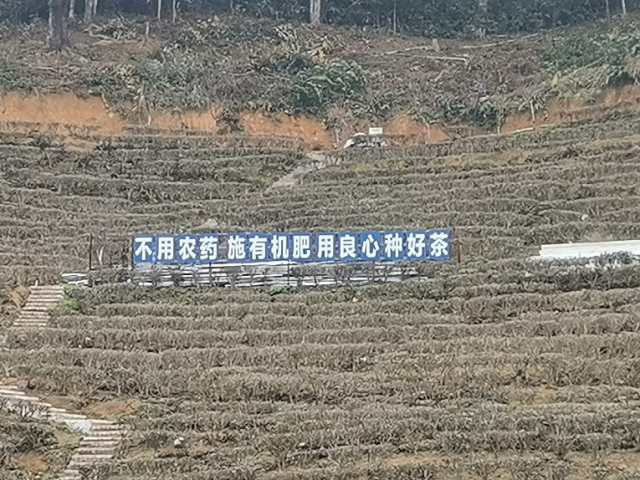 茶园生产基地情况