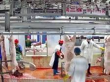 日均屠宰生猪超千头，珠海西部肉联厂全力保障肉品稳供
