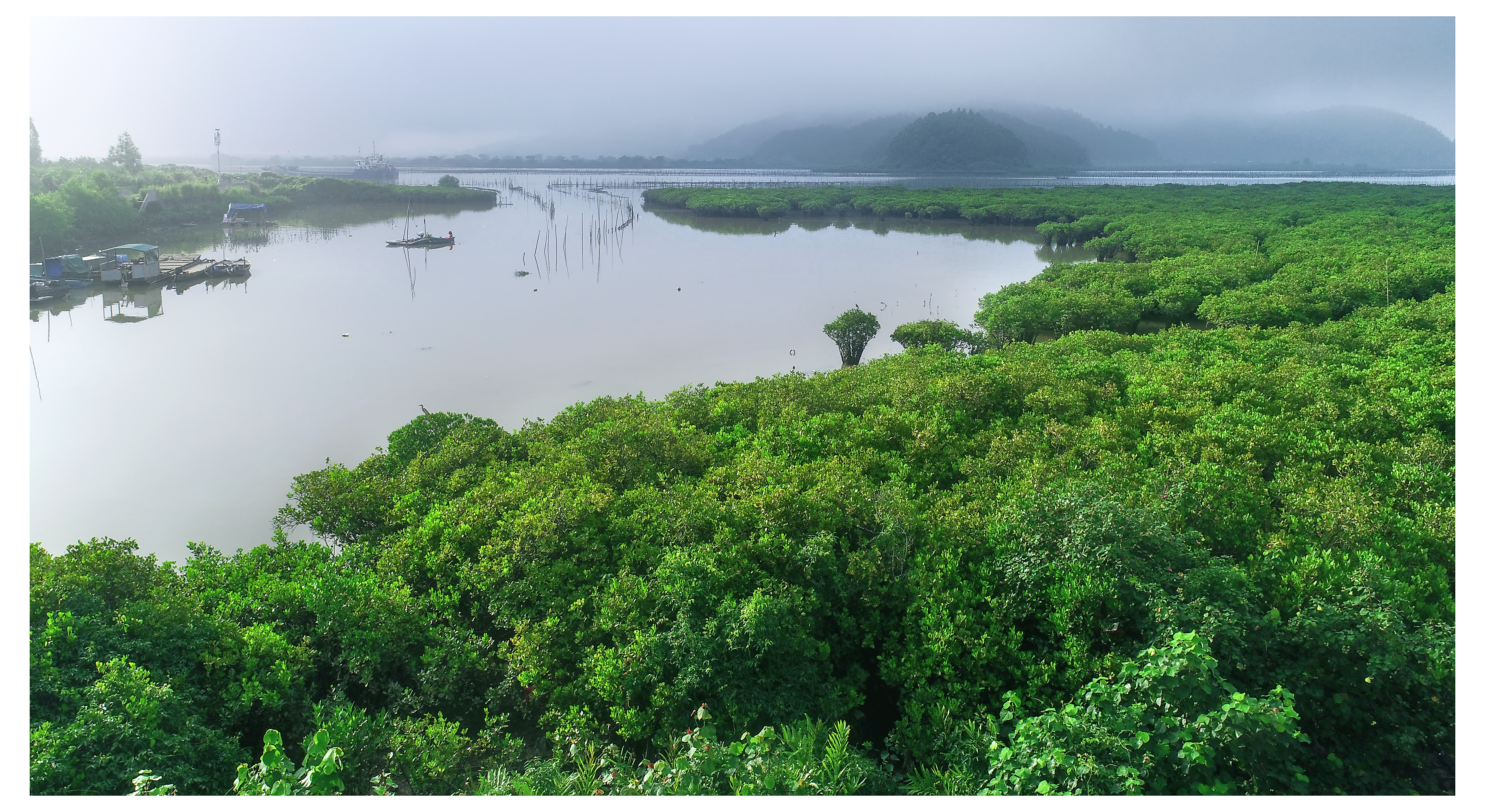 环镇海湾将建设成为生态文明发展示范区。图为镇海湾红树林。陈立武 摄