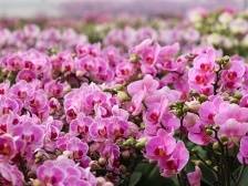 把年花搬到线上，疫情下珠海市民也可逛“云上花市”