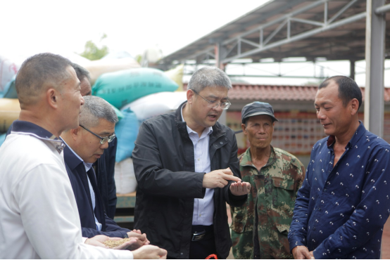 梁思桥在地头田间调研
