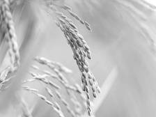 新年前，平凡的何老师静静地走了