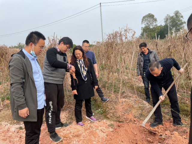 科技驻镇进行时丨广东省农村科技特派员助力“潮阳姜薯”产业振兴