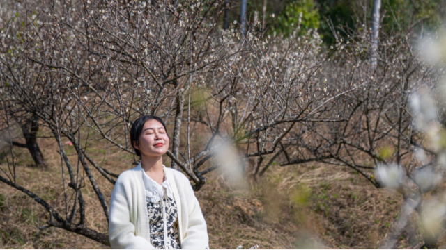 这里盛开着以青竹梅为主的白色梅花 程麒/摄