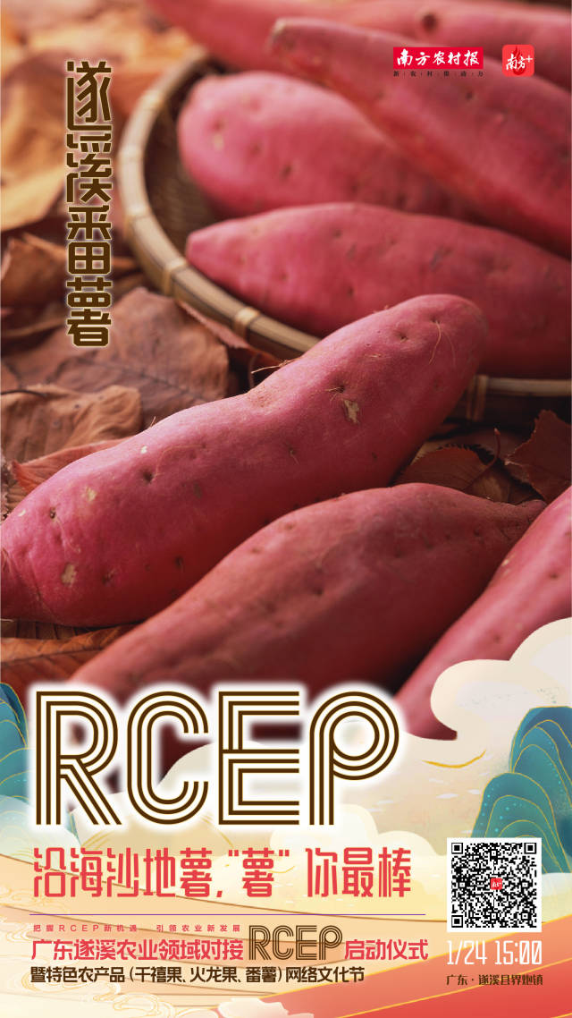 沿海沙地薯，“薯”你最棒