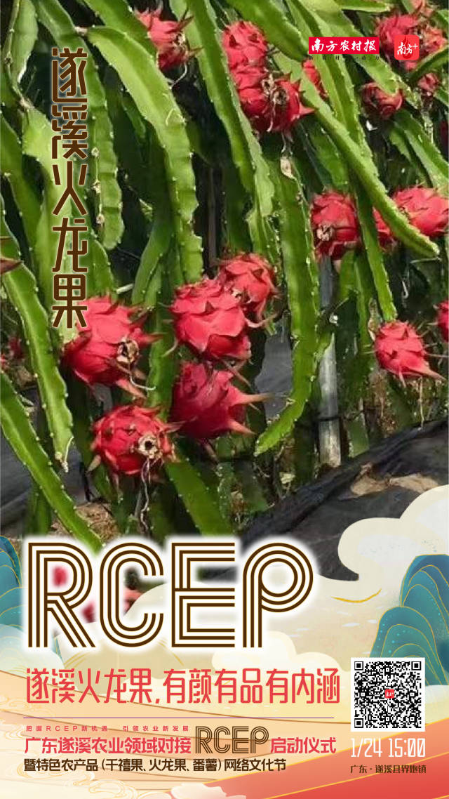 遂溪火龙果，有颜有品有内涵