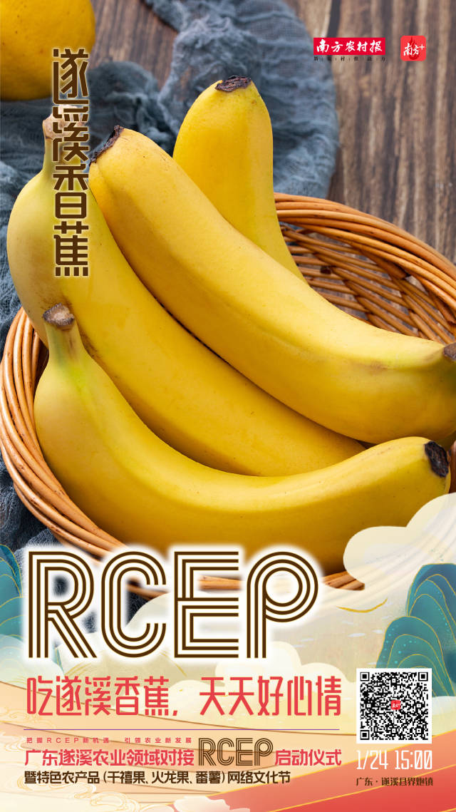 吃遂溪香蕉，天天好心情