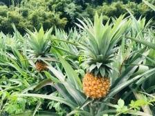 菠萝和凤梨有啥不同？老问题引发代表关于惠农新讨论｜会场速递