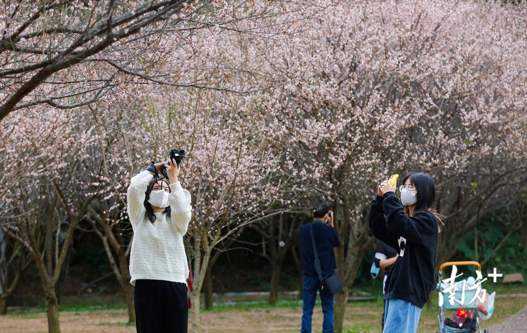 树木园里处于盛放期的梅花吸引着市民前来拍照。 南方+ 叶志文 拍摄