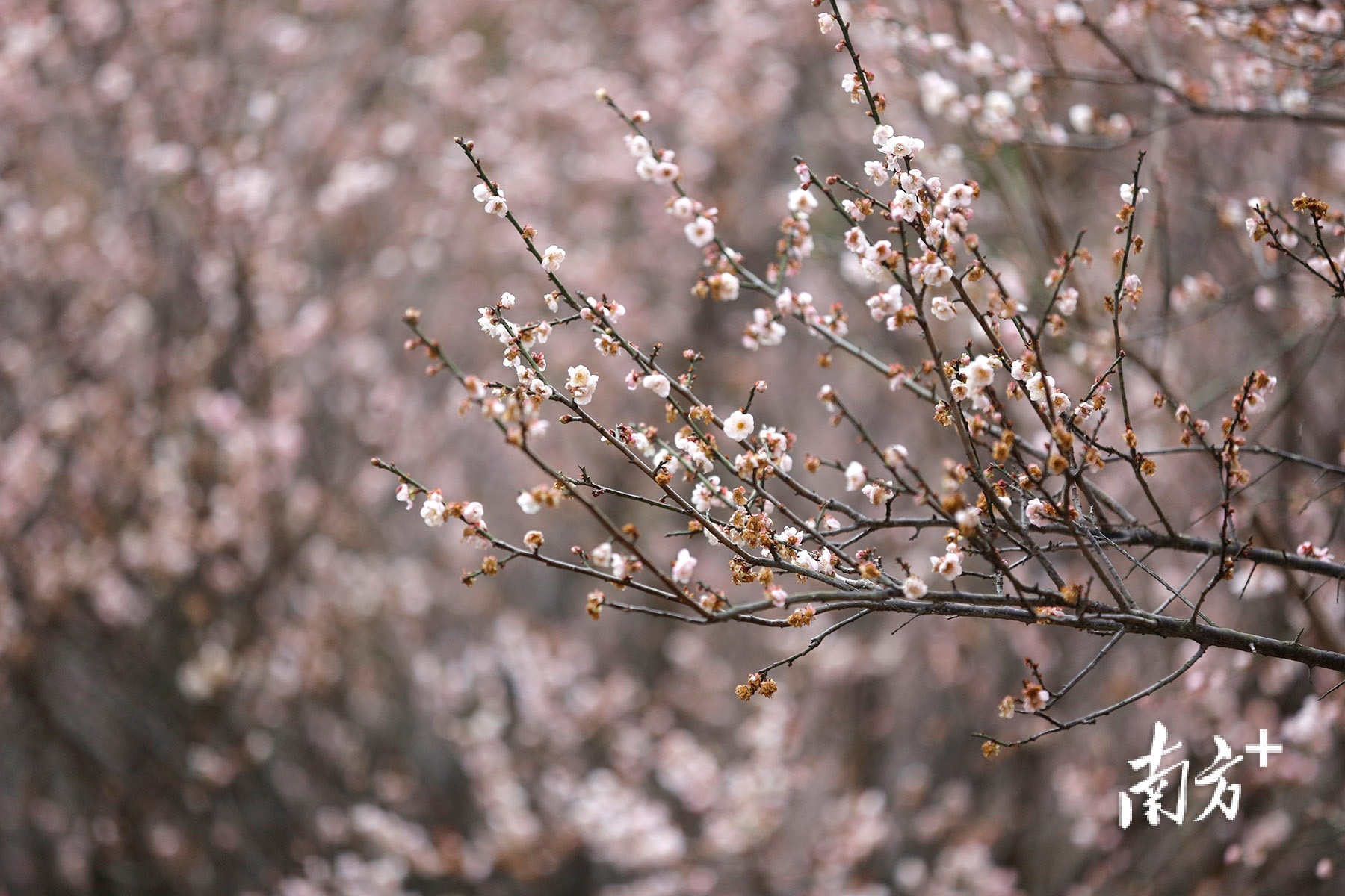 树木园绿茵湖旁,梅林里散发着阵阵梅香。 南方+ 叶志文 拍摄