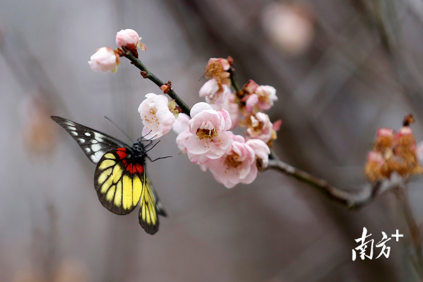 粉红的梅花吸引来了蝴蝶采花蜜。 南方+ 叶志文 拍摄