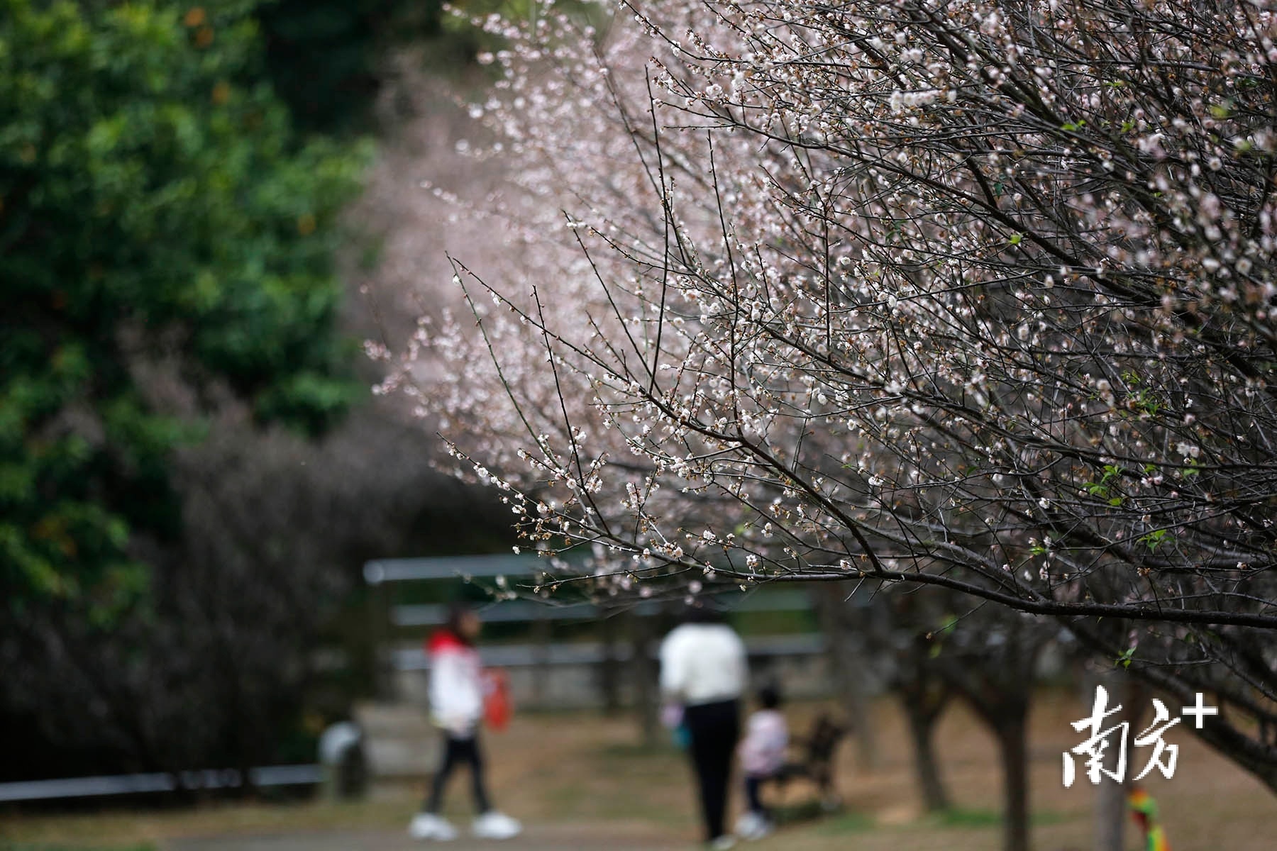 如画般的梅花林让游客不由自主地放慢脚步。 南方+ 叶志文 拍摄