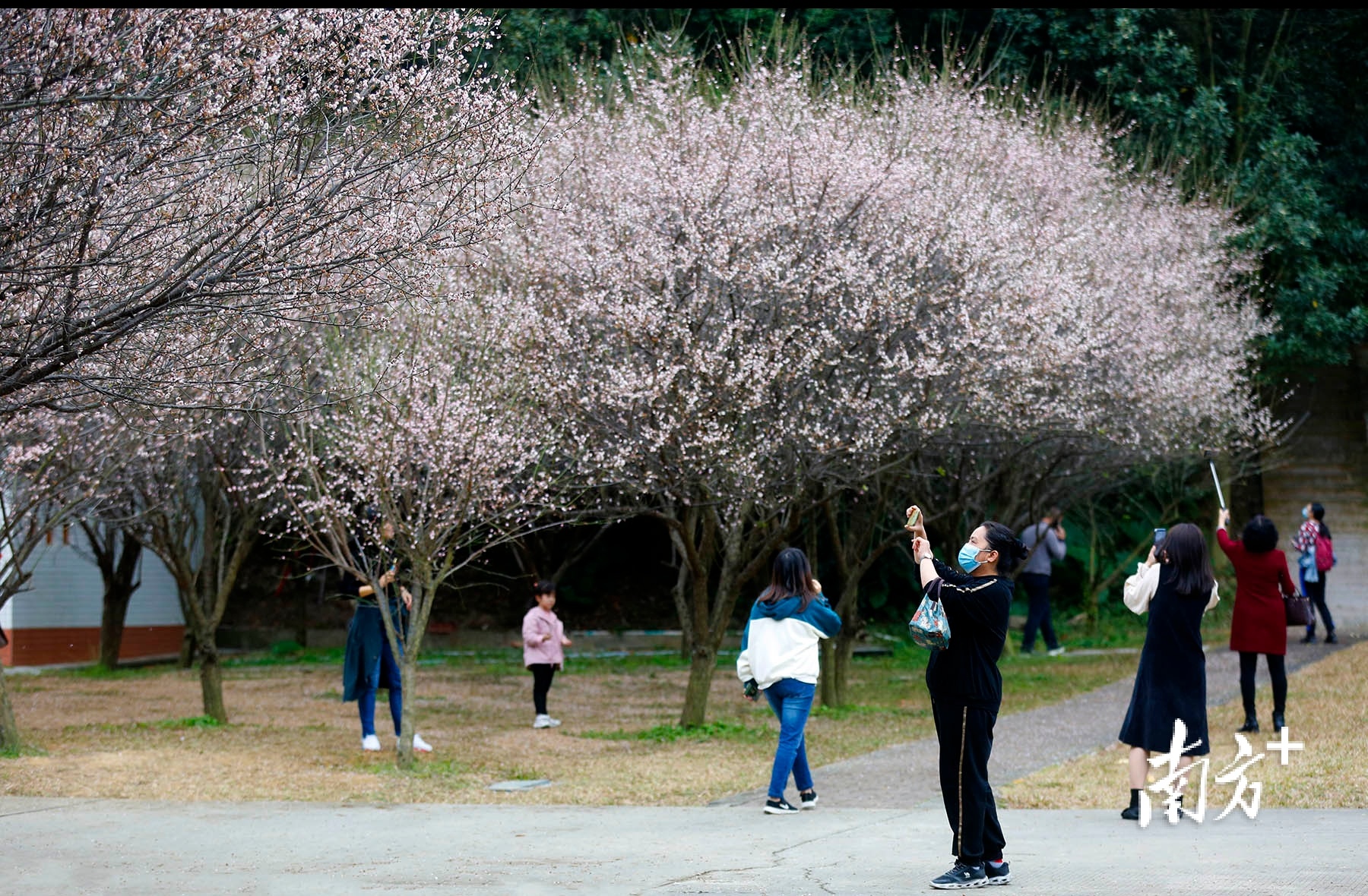 公园游玩的市民纷纷拿起手机留影。 南方+ 叶志文 拍摄