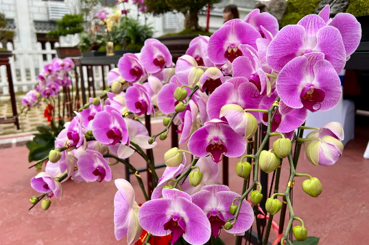 图/广州日报·新花城记者莫伟浓