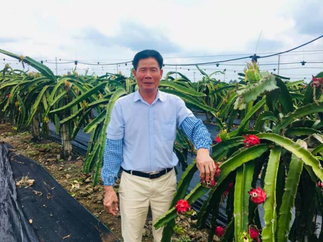 “火龙果书记”宋宁  南方农村报 吴秒衡 拍摄