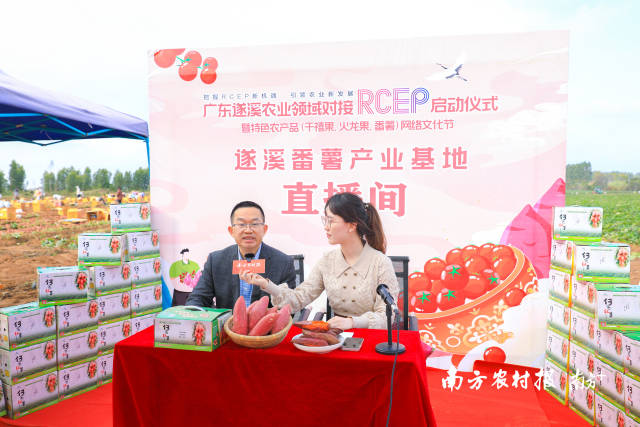 北坡镇委副书记、镇长洪文泽在遂溪番薯直播秀中介绍遂溪番薯  南方农村报 吴秒衡 拍摄