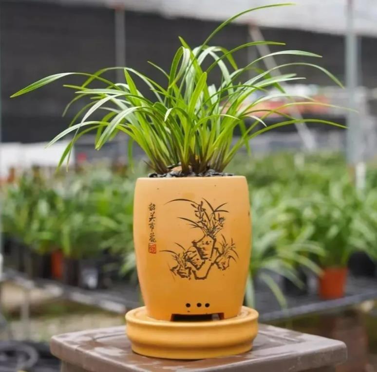 韶关市花--兰花