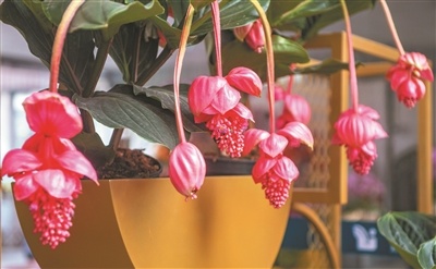 今年年花新奇品种“宝莲灯” 今年年花新奇品种“宝莲灯”