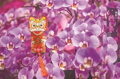 热门年宵花上挂着喜气洋洋的虎年红包。 热门年宵花上挂着喜气洋洋的虎年红包。