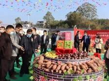 化州市“新农人”电商发展迅猛，农副产品成为“网红尖货”