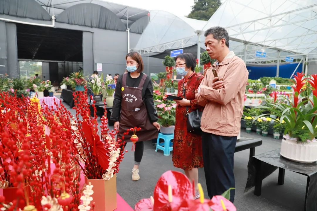 南海市民前来里水选购年花。