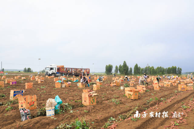 小番薯，大作为！北坡镇驶上RCEP快车道