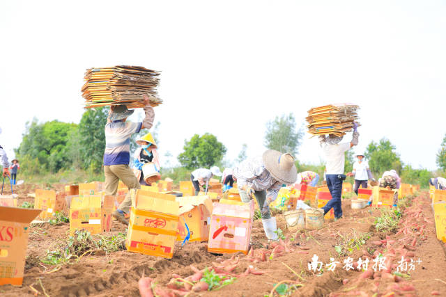 工人在田间分拣番薯。  南方农村报 吴秒衡 拍摄