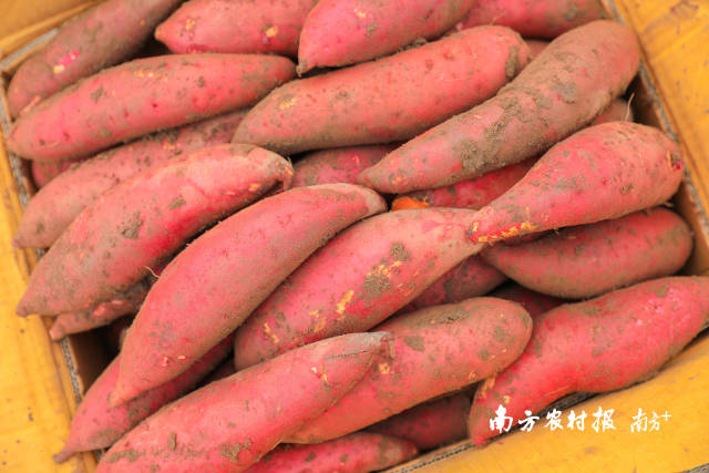 饱满匀称的北坡番薯。  南方农村报 吴秒衡 拍摄
