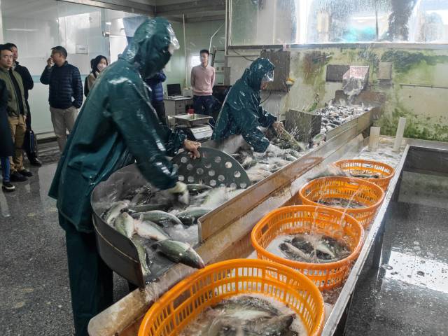 活魚(yú)進(jìn)庫(kù)。
