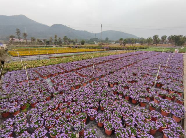 花田,。