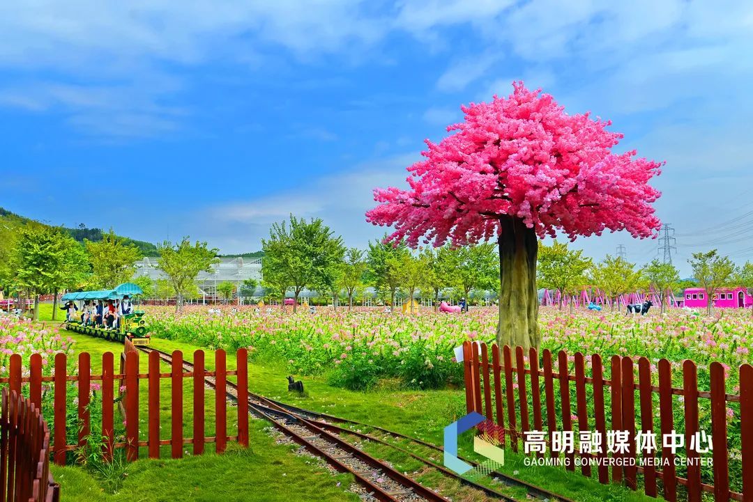 盈香生态园花海。曾振业摄