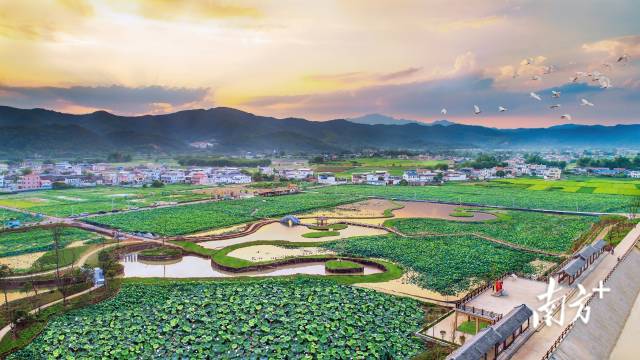 九岭村荷塘之韵  