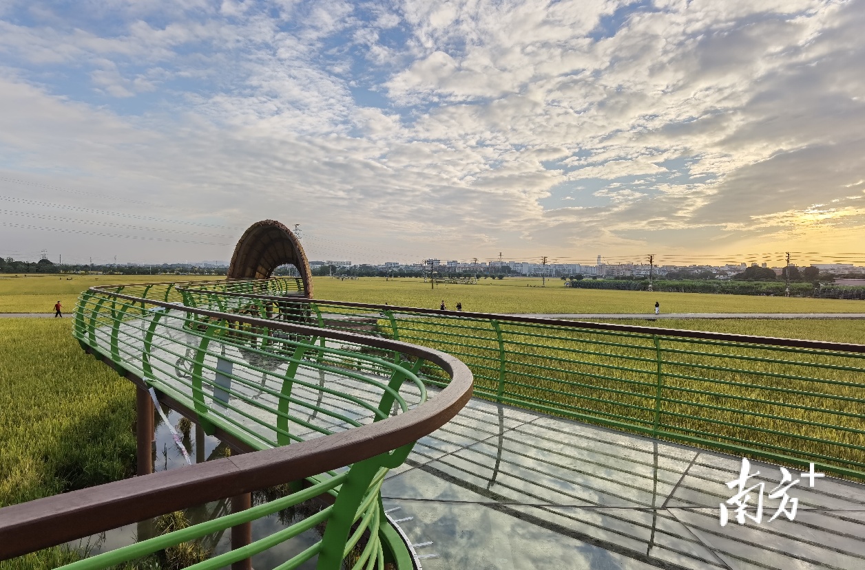 东莞市东城周屋连片水稻玻璃栈道