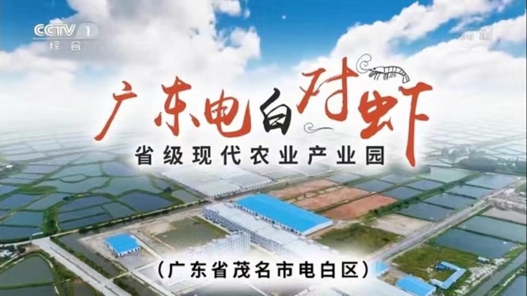 小海虾，大产业！电白对虾“跃上”CCTV-1，唱响区域公用品牌