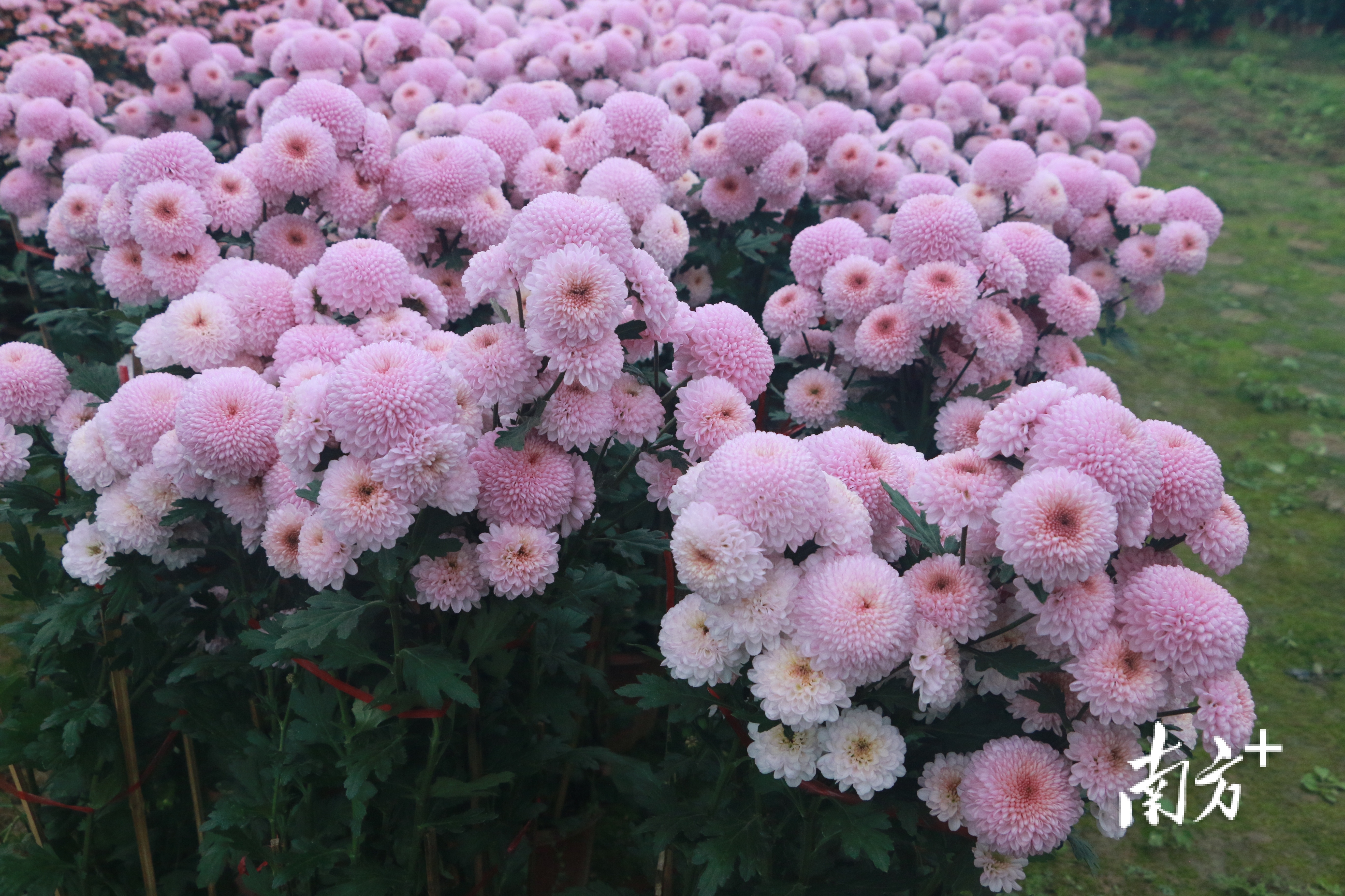 远远望去如一团粉色云朵的乒乓菊.黄烨倩 拍摄