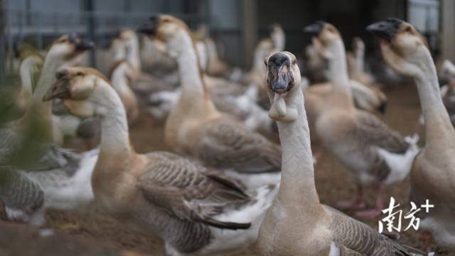 澄海狮头鹅  楚广 摄