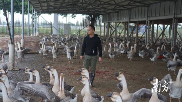 秉持着让狮头鹅走得更远的初心，金书涛辞职返乡，进入了狮头鹅养殖这个行业   楚广 摄