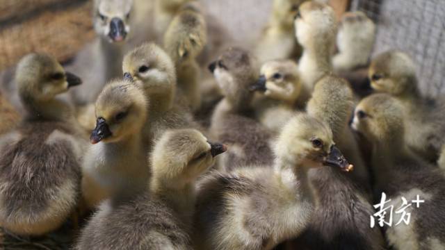 狮头鹅苗  楚广 摄