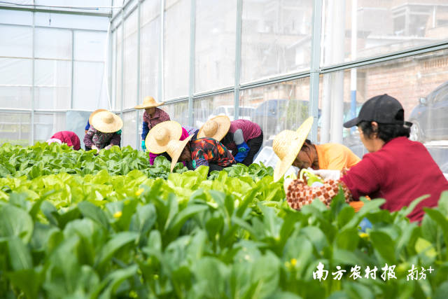 江高镇新楼村100多名农村劳动力实现家门口就业。