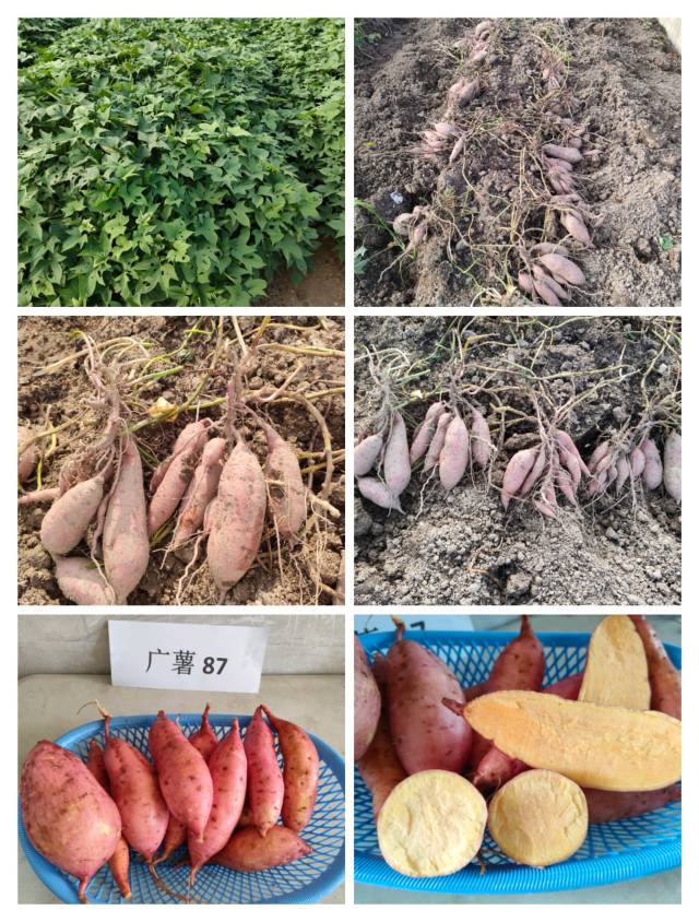 广薯87